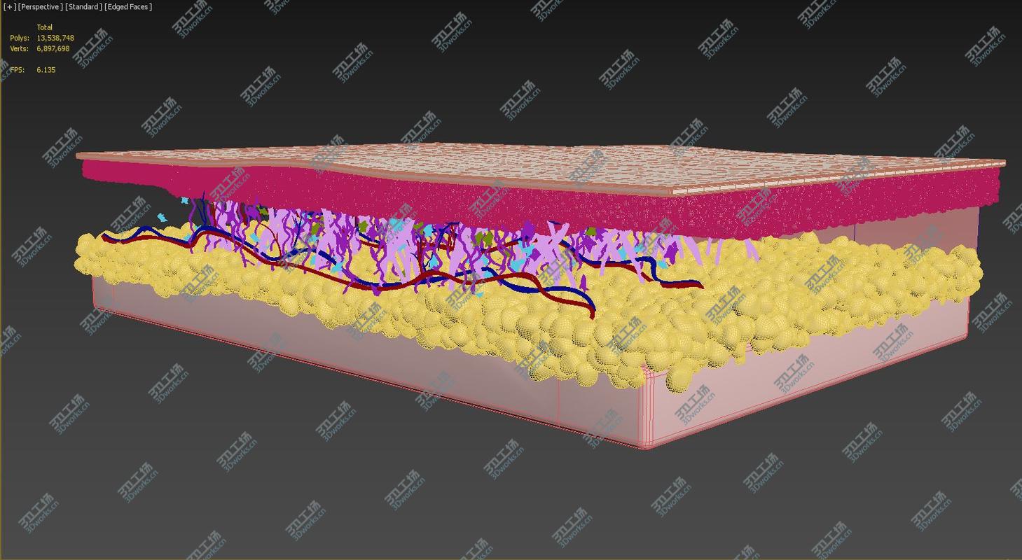 images/goods_img/20210313/Skin Cross Section Healthy 3D model/5.jpg